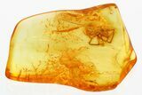 Detailed Fossil Spider (Araneae) In Baltic Amber #346623-1